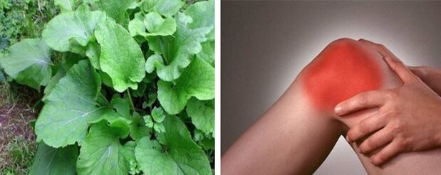 Beneficios de la bardana para la artrosis de la articulación de la rodilla