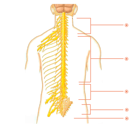 En qué lugares son la osteocondrosis